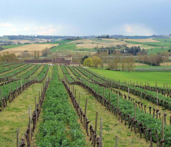 Plates - Vineyard
